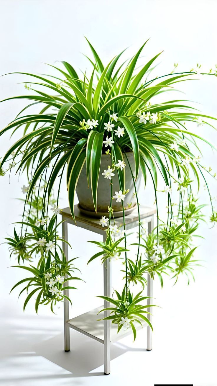 Spider Plant(Airplane Plant / Ribbon Plant)